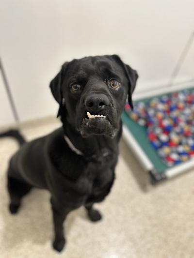 Picasso the dog showing off his adorable underbite