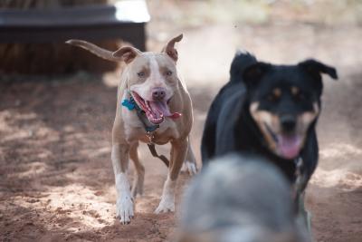 Bonito the dog running after another dog in a playgroup