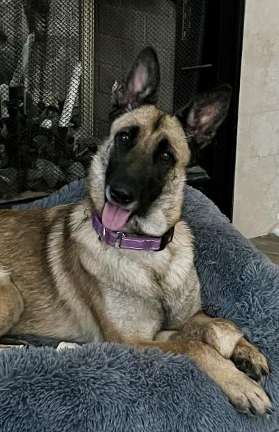 Preciosa the dog lying on a fuzzy blanket or bed in her home