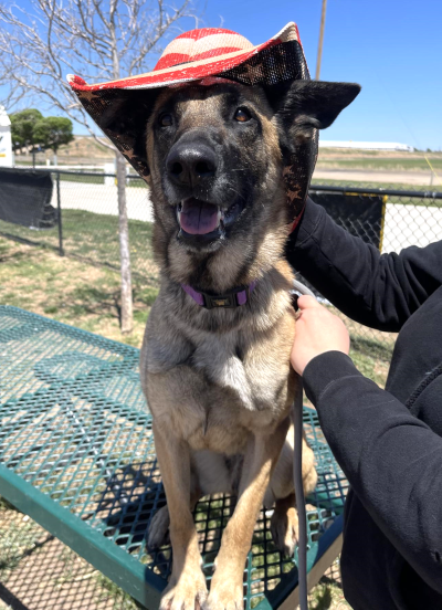 Preciosa the dog wearing a hat