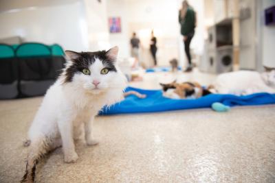 Precious the cat on the floor in the foreground, with another cat and people in the background