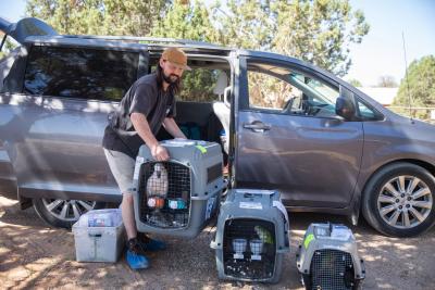 Person assisting with the transport, lifting a kennel containing a cockatoo by a van