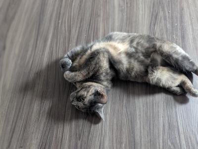 Pumba the cat lying upside-down on the floor