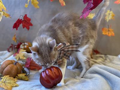 Pumpkin the cat smelling a small pumpkin while fall-colored leaves surround him