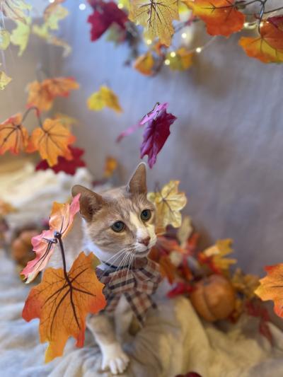 Pumpkin the cat surrounded by fall-colored leaves and a small pumpkin