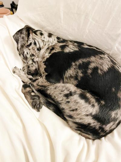 Sonny the puppy curled up sleeping on a white blanket