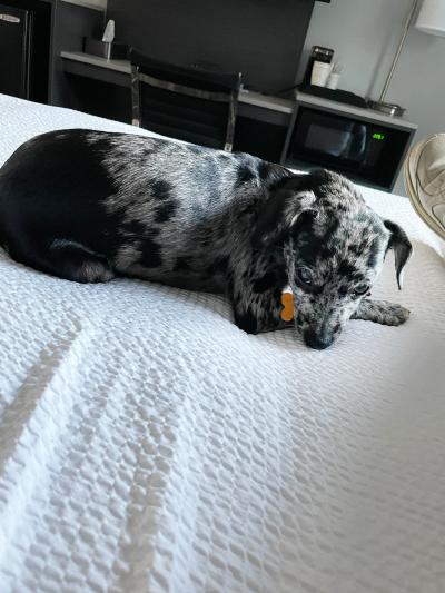 Sonny the puppy sleeping on a bed