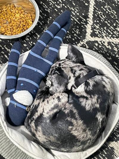 Sonny the puppy sleeping in a bed next to a sock monkey toy and a bowl of kibble