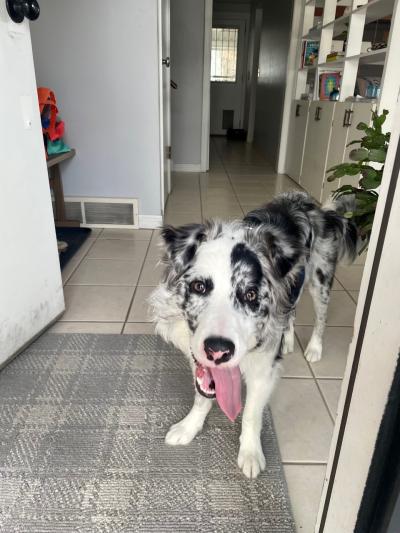 Cricket the puppy standing in house, with her tongue sticking out of her mouth