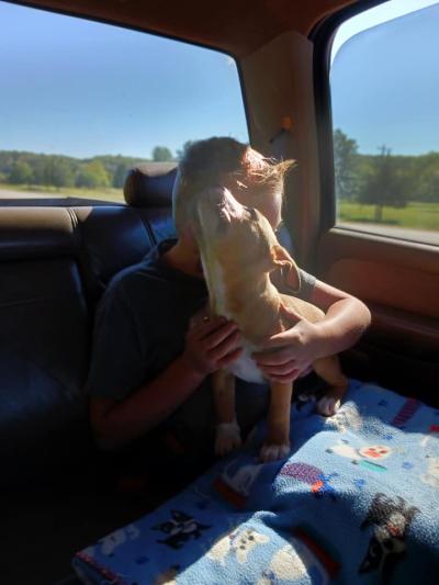 Beau and Mac the puppy in the back seat of the car