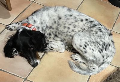The black and white spotted dog who Dinah cared for, lying on a tile floor