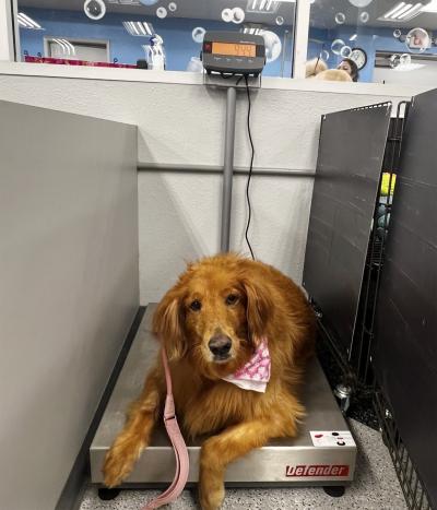 Frannie the golden retriever lying on a scale