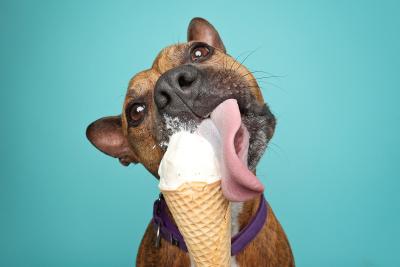 Dog licking an ice cream cone