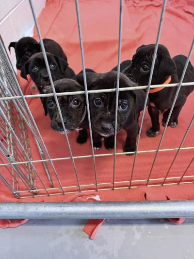 The litter of puppies in a pen at the shelter