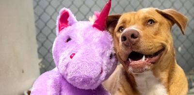 Sisu the dog next to the stuffed unicorn toy