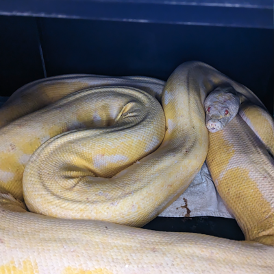 Snow the albino python in a blue box