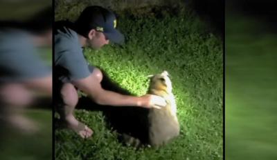 Person thumping the back of the raccoon to help save him