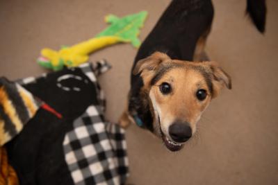 Rainbow the dog next to a toy and blankets