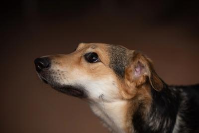 Profile of Rainbow the dog