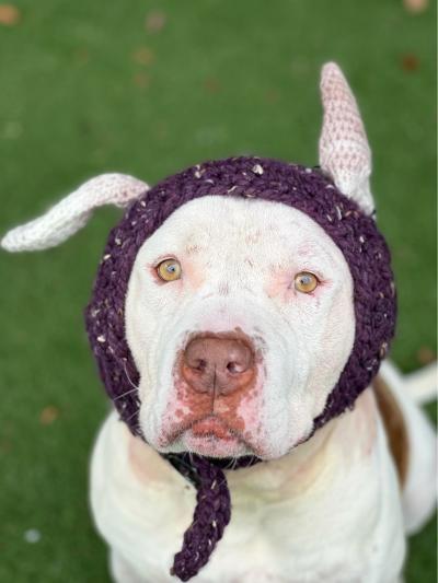 Willy Wonka the dog wearing his knitted ears