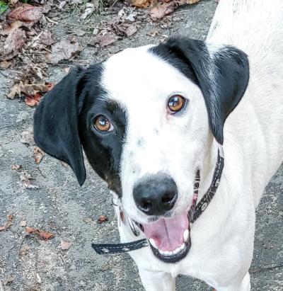 An "after" photo of Snoopy the dog looking cleaned and happy