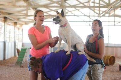 Raquel the dog on the back of a person with two other people in an agility area