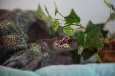 Amber the common boa with mouth open under some folliage