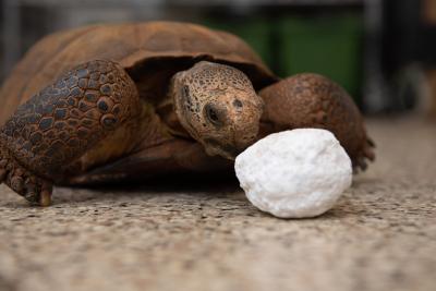 Thar the Mojave desert tortoise next to his kidney stone