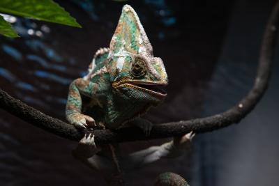 Vincent the veiled chameleon on a branch