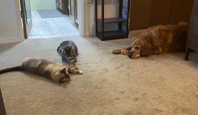 Rhett and Alfie the cats lying on the floor very close to Sunny the dog in their new home