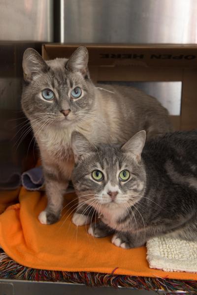 Rhett and Alfie the cats on an orange blanket in a kennel together