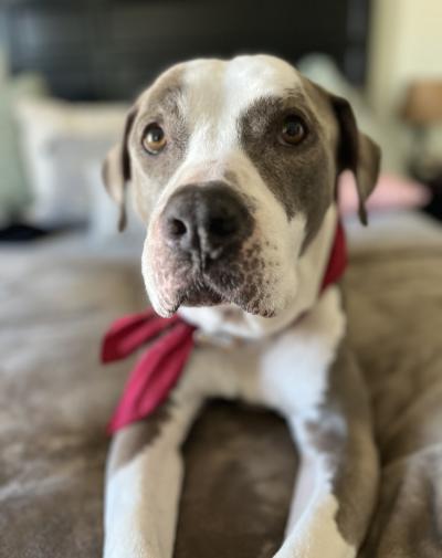 Rico the dog wearing a red bandanna lying on a piece of furniture