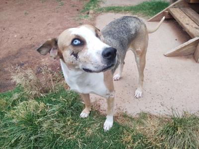 Maisie, a blue-eyed dog who had been transported and is now in a new home