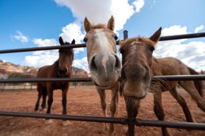 Three horses, two with heads sticking out of the fencing