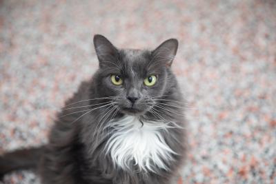 Rosie the gray and white cat