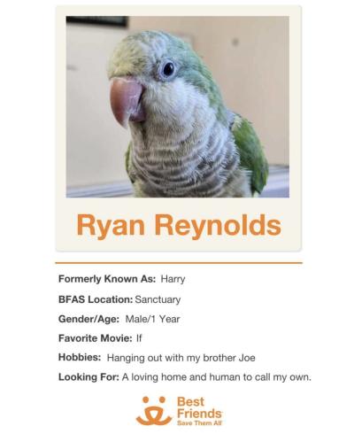 Bio and photo of Ryan Reynolds the bird, formerly known as Harry