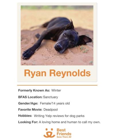 Bio and photo of Ryan Reynolds the dog, formerly known as Winter