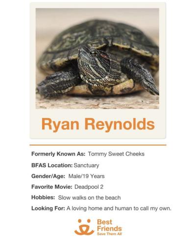 Bio and photo of Ryan Reynolds the turtle, formerly known as Tommy Sweet Cheeks