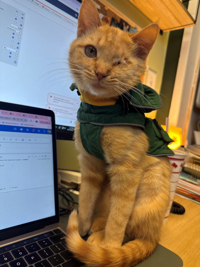 Goober the cat wearing a harness sitting on a laptop computer