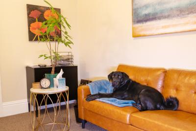 Vinnie the dog lying on a tan couch