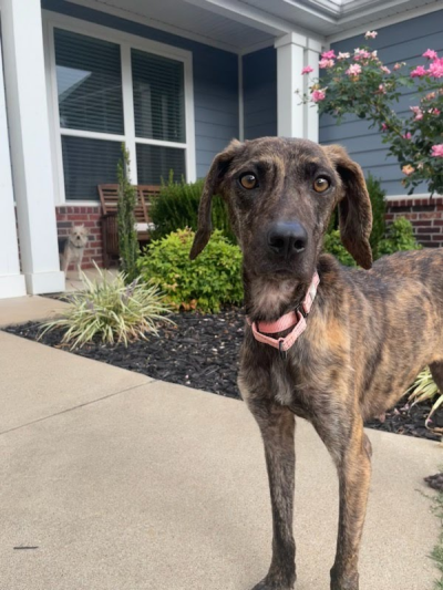 Sabine the dog outside her foster home with another dog in the background