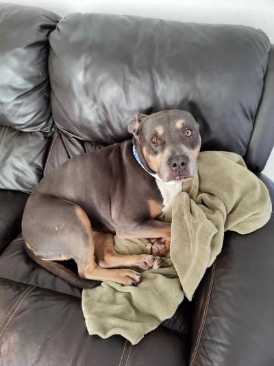 Sage the foster dog lying on a couch