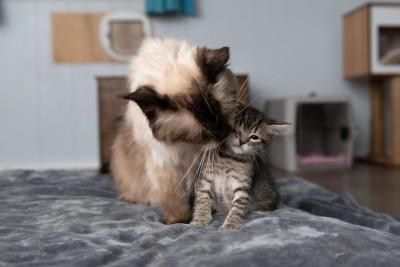 Siamese cat grooming one of the dragon kittens