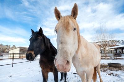 Bug the horse outside in the snow with another horse