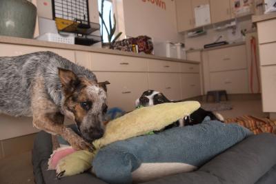 Sarita and Collette the dogs playing together on a dog bed beside a counter