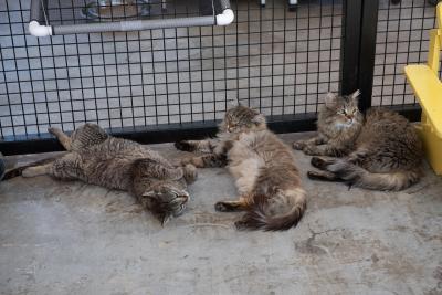 Three tabby cats lying on the floor by one another