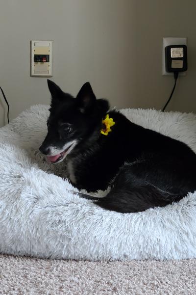 Bonnie the dog lying in her fluffy bed