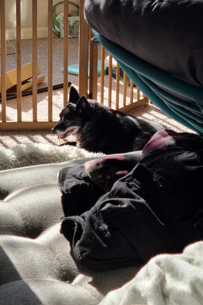 Bonnie the dog lying down next to a gate