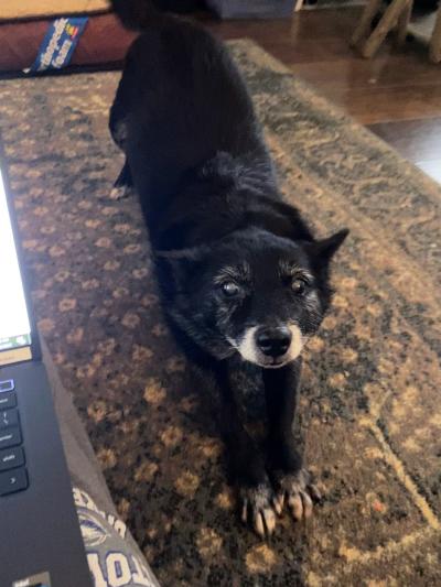 Senior schipperke Bonnie stretching on a rug