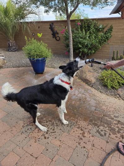 Sego the dog biting the water coming right out of a hose